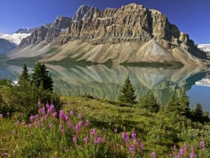 Bow Lake and Flowers, Banff National Park, Alberta, Canada pictures