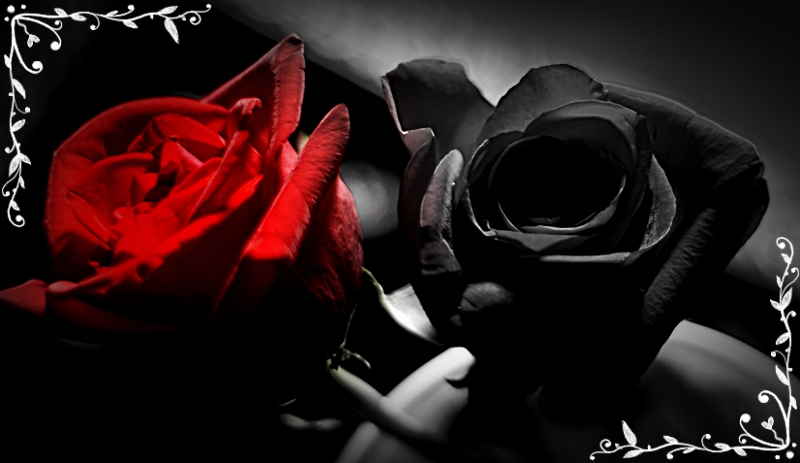 red-and-black-rose1.jpg