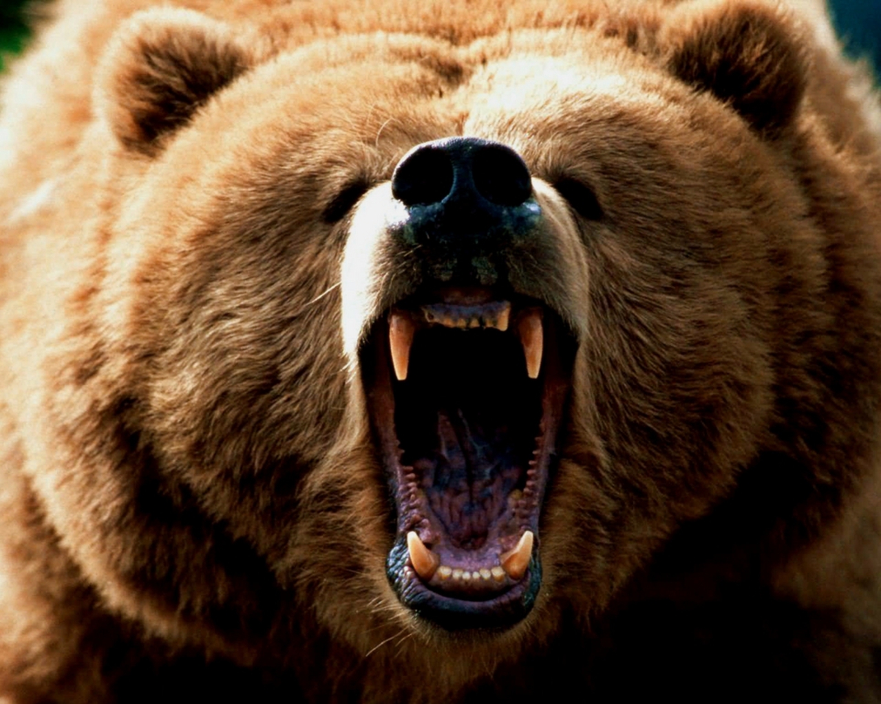 grizzly bear roar