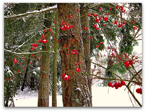 Vashon-Snow-berries-fir