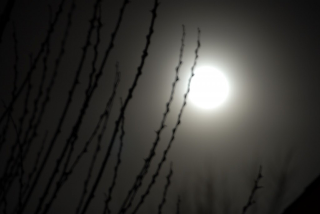 moon and branch