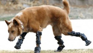 Naiko the bionic dog