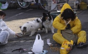 Fukushima mutant dogs